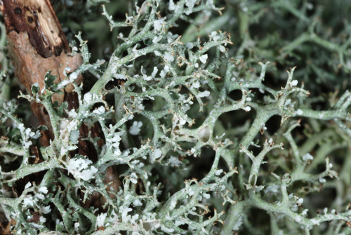 many-forked cladonia