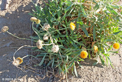 Gaillardia megapotamica