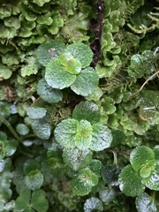 Chrysosplenium oppositifolium