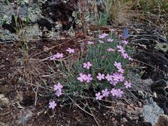 Dianthus hypanicus