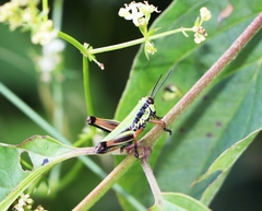 Micropodisma salamandra