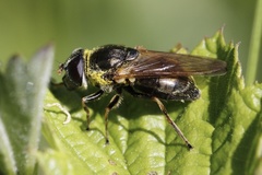 Cheilosia chloris