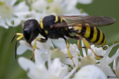 Ectemnius lituratus