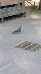 Columba livia domestica