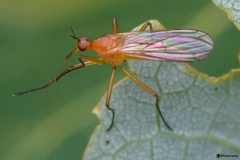 Empis lutea
