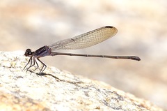 Argia tezpi