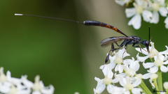 Gasteruption jaculator