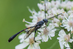 Gasteruption jaculator