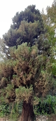 Cryptomeria japonica