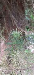 Cryptomeria japonica