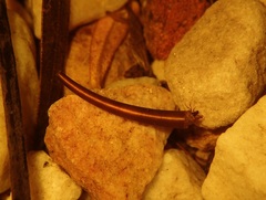 Athripsodes bergensis