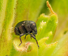 Tyloderma nigrum