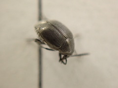 Spermophagus sericeus