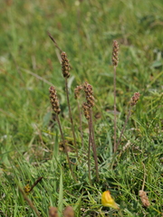 Plantago alpina