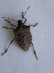 Halyomorpha halys