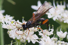 Phaenolobus terebrator