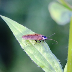 Ectobius sylvestris