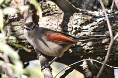 Tchagra australis australis