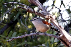 Tchagra australis australis