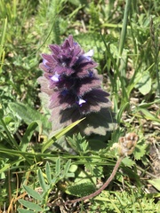 Ajuga pyramidalis