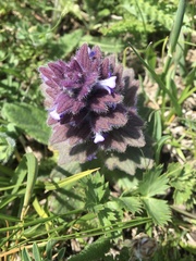 Ajuga pyramidalis