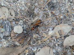 Cryptocheilus octomaculatus