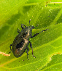 Tyloderma nigrum