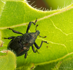 Tyloderma nigrum