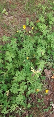 Ranunculus acris