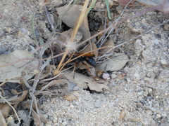 Cryptocheilus octomaculatus