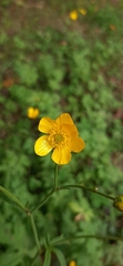 Ranunculus acris