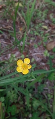 Ranunculus acris