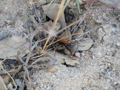 Cryptocheilus octomaculatus