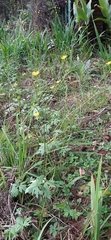 Ranunculus acris