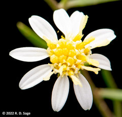 Gutierrezia solbrigii