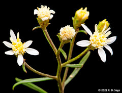 Gutierrezia solbrigii