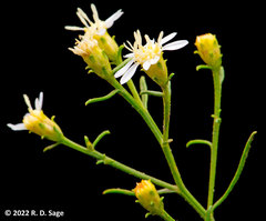 Gutierrezia solbrigii