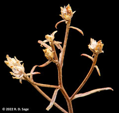 Gutierrezia solbrigii