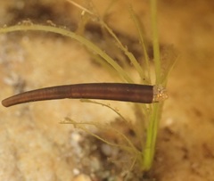 Athripsodes bergensis