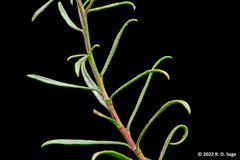 Gutierrezia solbrigii