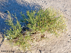 Gutierrezia solbrigii