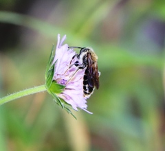 Andrena hattorfiana