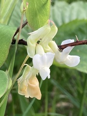 Lathyrus ochroleucus