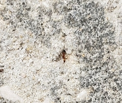 Dorymyrmex bureni