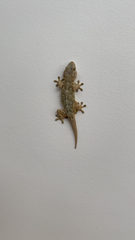 Tarentola mauritanica