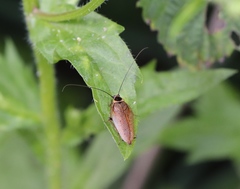 Ectobius sylvestris