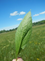 Cirsium rivulare