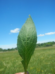 Cirsium rivulare