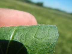 Cirsium rivulare