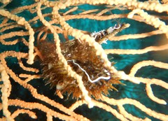 Pteria hirundo